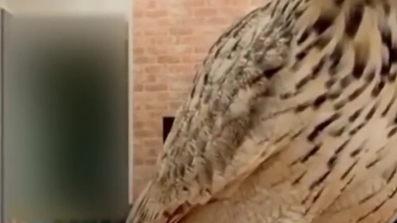 funny & Cute animal video,2023
