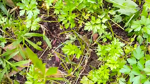 Parsley garden