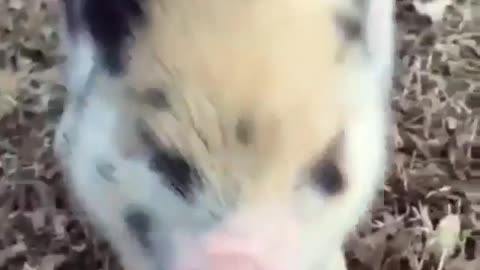 Cute pet pig