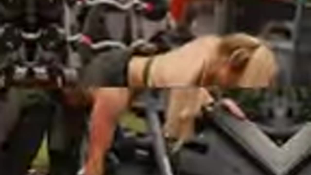 Miranda Cohen Shorts --