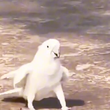 Bird dance funny