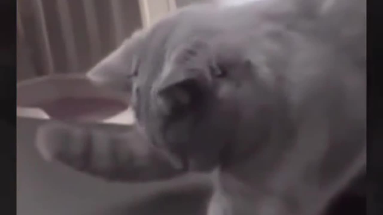 Funny Cute Cat