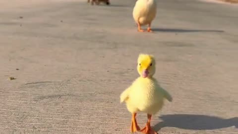 Animal Love: Witness the Heartwarming Bond Between Dog and Goose!