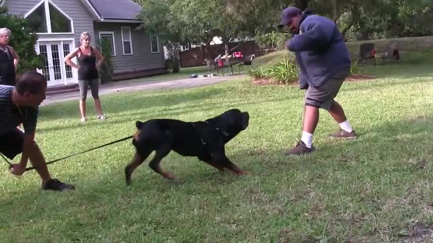 Guard Dog Training Step by Step!