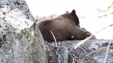 Mother Black Bear & Her Adorable Bear Cub in Sequoia National Park - California