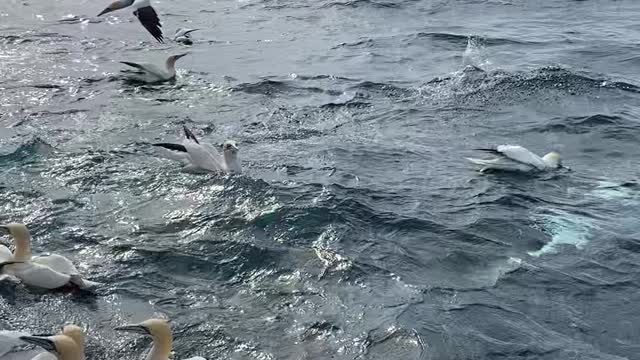 Tourist Boat Swarmed by a Huge Flock of Gannet