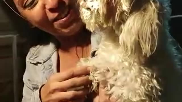 Puppy Celebrating Birthday Gets Faced Shoved in Cupcake