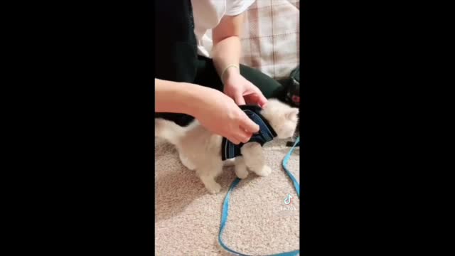 Cat's "Walking Harness" Does The Opposite