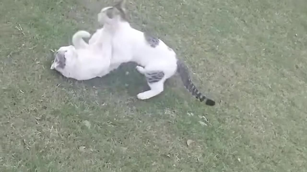 Cat's Fighting