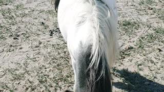 Just a Bird and Her Horse