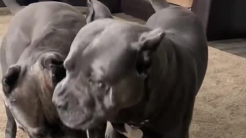Pitbull lover shorts status | #pitbull #doglover #pet #dogs