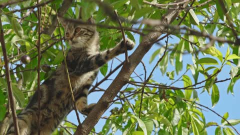 The cat explores tall trees