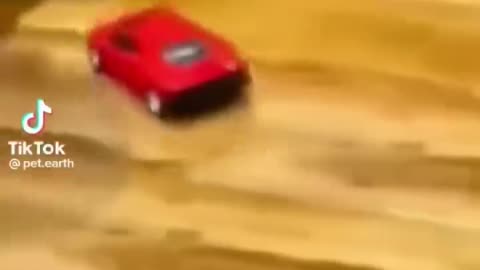 Dog tranding video....