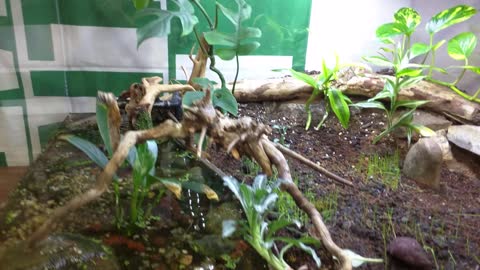 Toad tank new stick