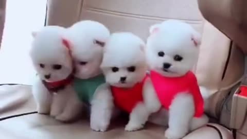 Cute dogs