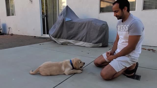 Labrador Puppy Learning and Performing Training Commands | Dog Showing All Training Skills