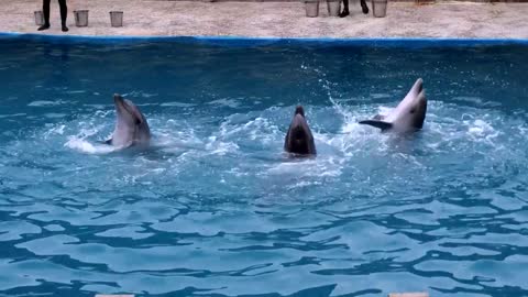 dolphins performing tricks in the pool