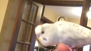 Cute Budgie Bobs his Head