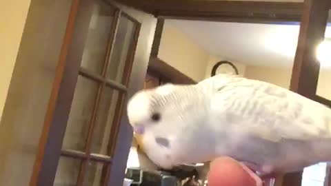 Cute Budgie Bobs his Head