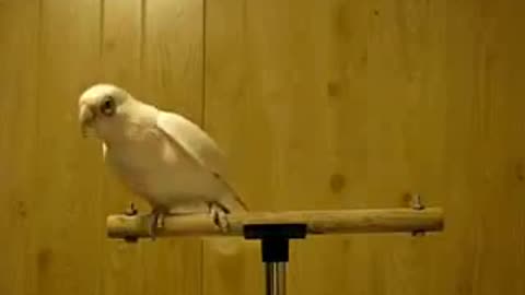 Interesting Bird (Talking Bird)