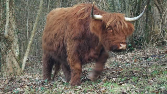 A Bison Walking In The Woods