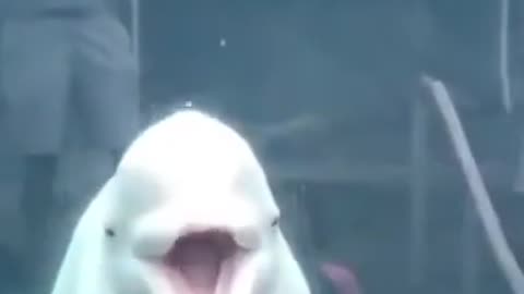 dolphin with kids