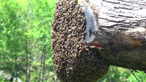 Bee Swarm on a trunk 2021