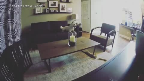 Dog excited to see Mom.