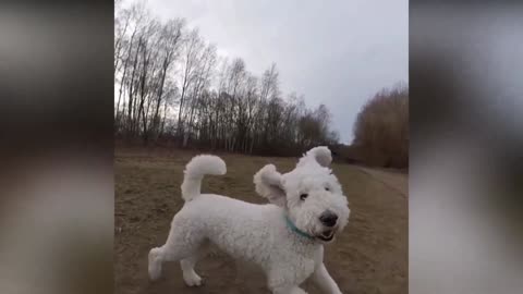 Labradoodle Dog