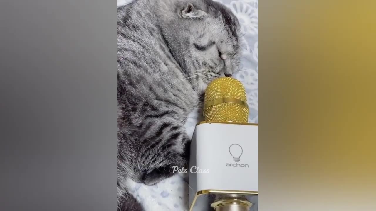 Funniest Animals 2023πΊ Funny Cats & Dogs video πΊπ Part-3