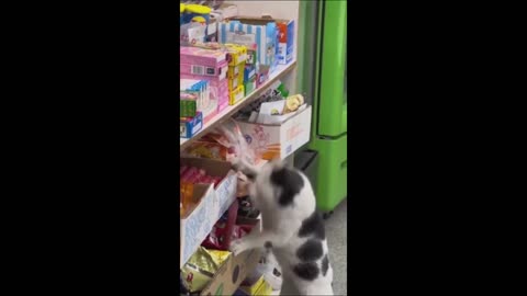 Funny animals - Funny cats / dogs - Funny animal videos 2023