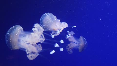 DEEP OCEAN - Drifting Jellyfish with Ambient and Calming Music for Relaxation-7