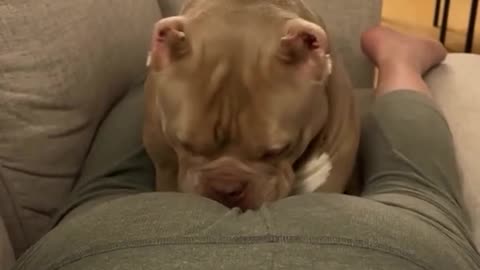 Dog funny reaction 🤣