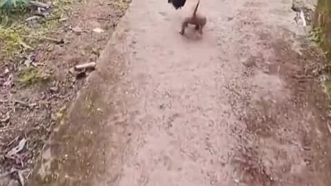 No wonder the chickens have disappeared recently 😂😂#dog