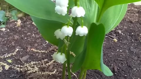 Lily of the Valley