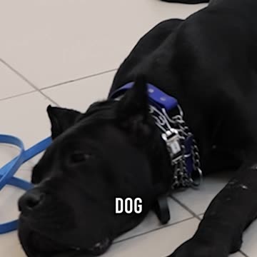 Answer These Dog Questions Win Cash $$$