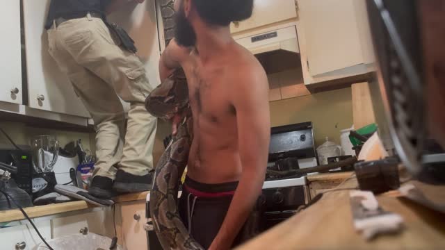 Removing a Giant Python From Inside the Walls