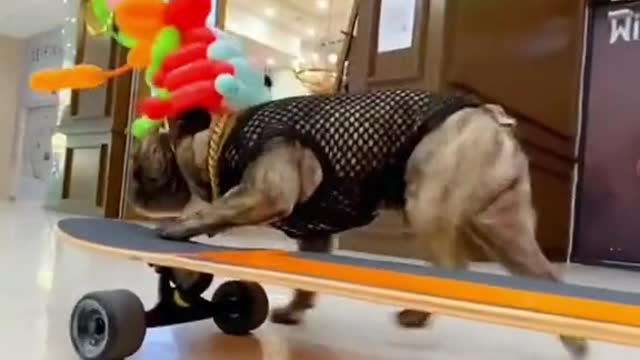 Haga que los cachorros patinen en el centro comercial hoy. Es feliz estropeado