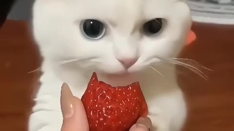 My kitty Cat eating strawberries || Cats eating style