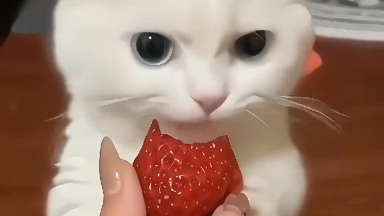 My kitty Cat eating strawberries || Cats eating style