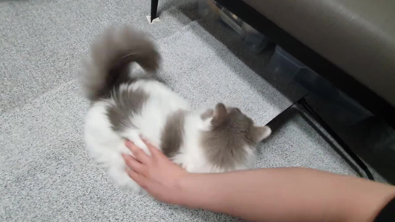 Threatening loafs