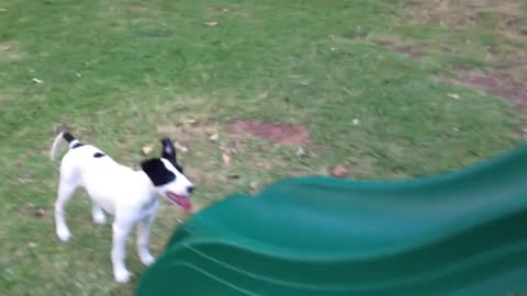 Puppy is trying to climb the slide