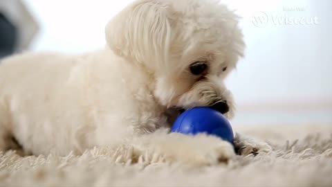 Cute Puppy Dog Play With Ball.