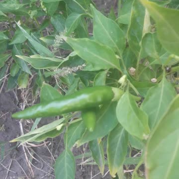 Hot peppers in October