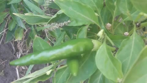 Hot peppers in October