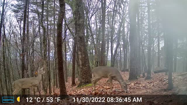 The Woods – 11/30/2022