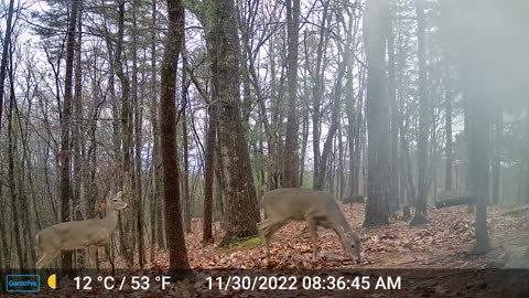 The Woods – 11/30/2022