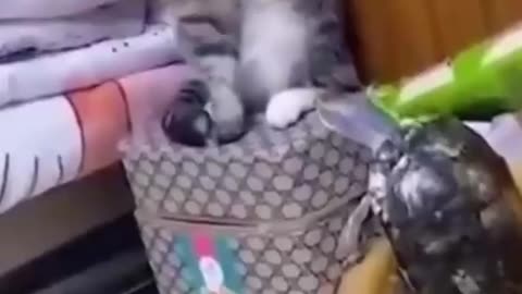 Funny Cats Compilation