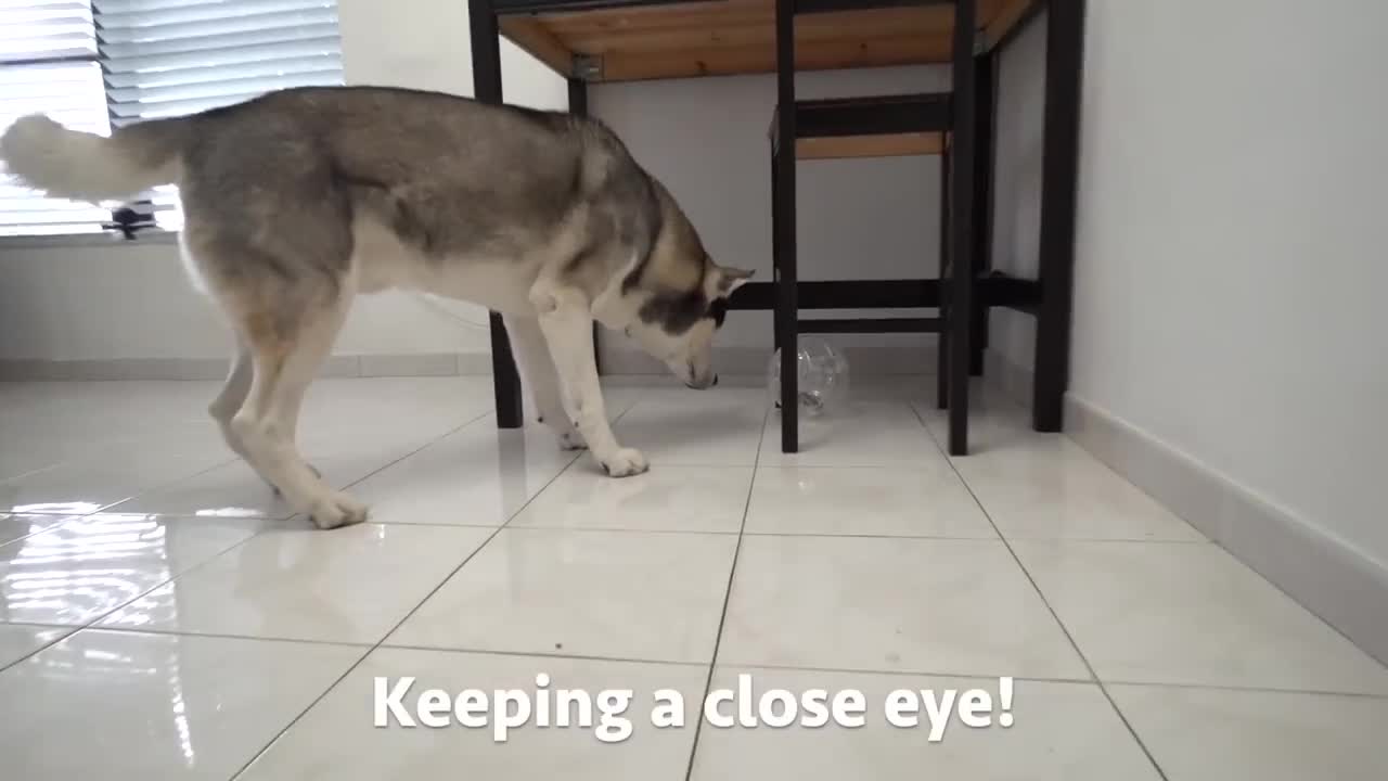 My Husky Reacts To Hamster Ball!