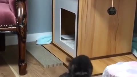 love cat